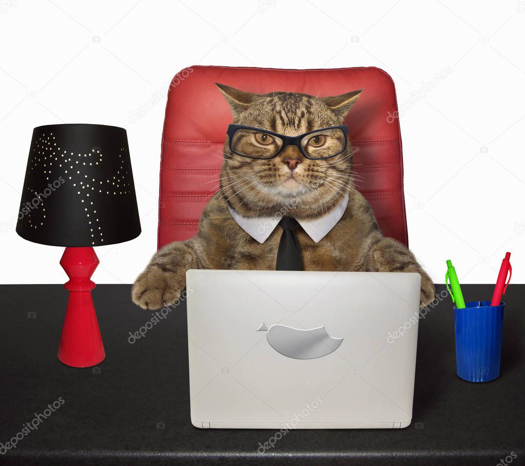 The smart cat in glasses works on his laptop at the table. White background.