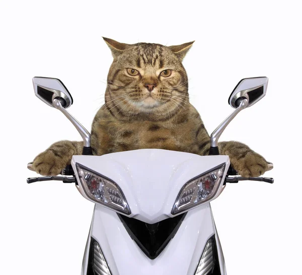 Serin Kedi Motosiklete Biniyor Beyaz Arka Plan — Stok fotoğraf