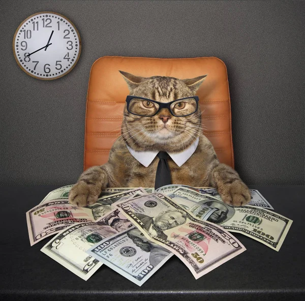 Die Kluge Katze Sitzt Tisch Auf Dem Eine Menge Amerikanischer — Stockfoto