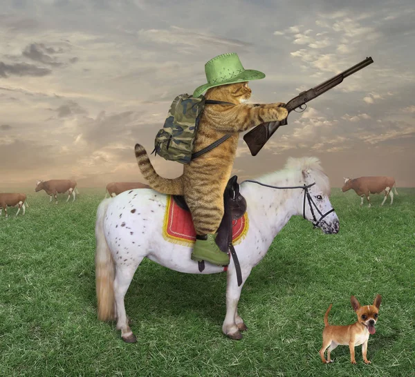 ライフルで猫カウボーイは牧場で馬に乗る 彼の犬は彼の隣に — ストック写真