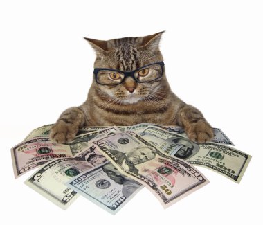 Akıllı kedi bardaklarda Amerikan Doları tutar. Beyaz arka plan.