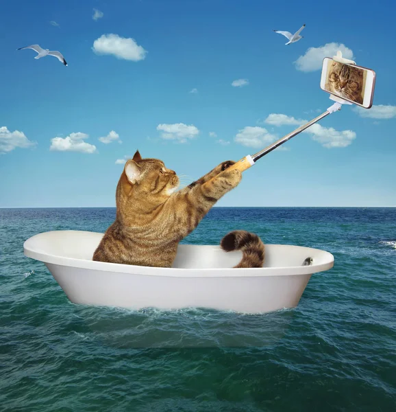 Kedi küvete oturan ve bir selfie denizde yapma.