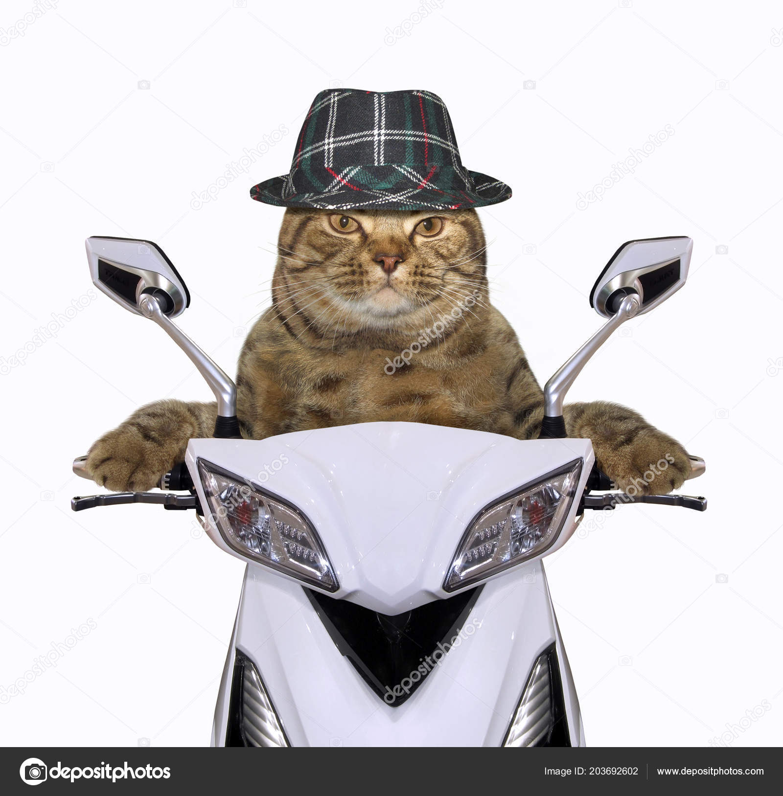 戴帽子的酷猫骑着一辆白色的摩托车——图库图片© Iridi #203692602, image size:1600x1627
