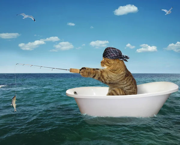 Gato Pañuelo Está Pescando Bañera Mar — Foto de Stock