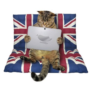 Kedi bir tablet ile bir hava yatakta oturur. Beyaz arka plan.