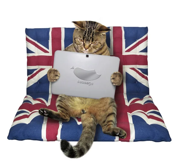 Kedi bir tablet ile bir hava yatakta oturur. Beyaz arka plan.