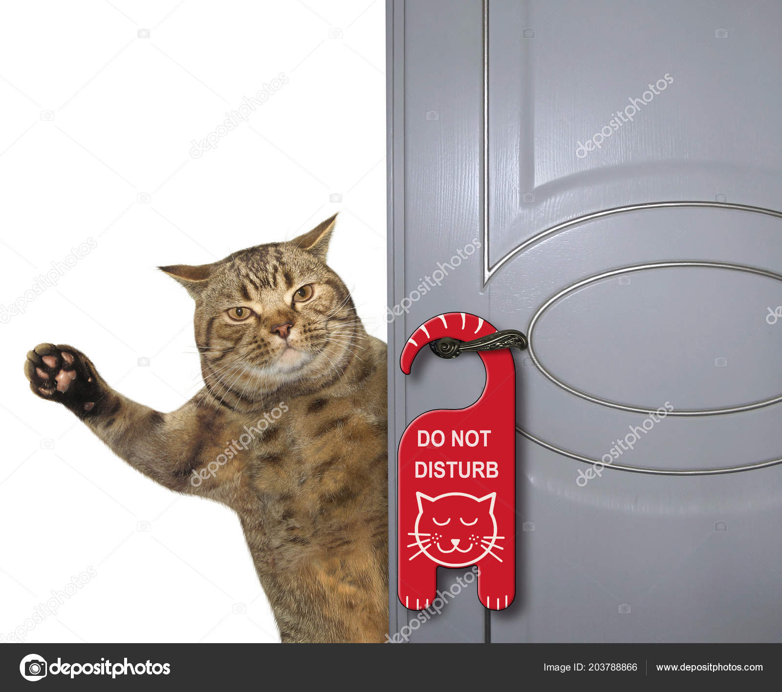Cat Closes Door Sign Disturb Hung Doorknob White Background Stock Photo By C Iridi