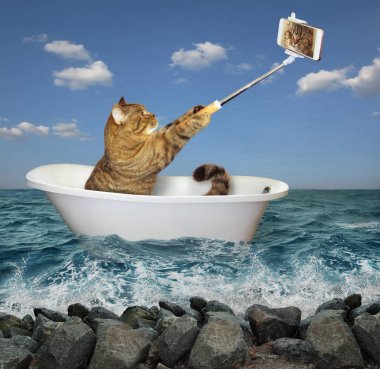 Kedi beyaz küvete oturan ve bir selfie denizde yapma.