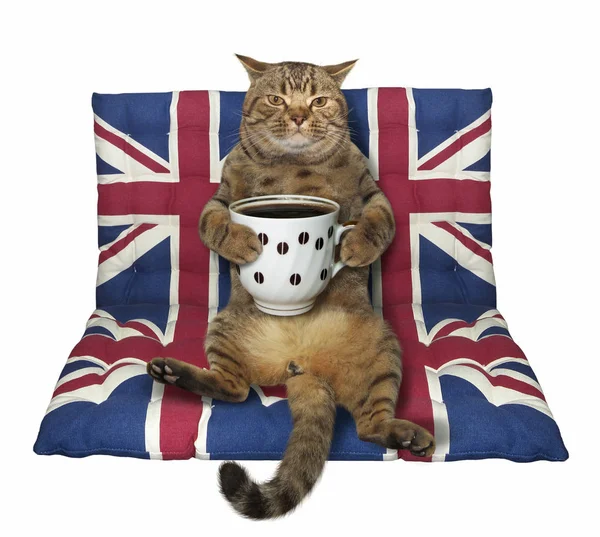 Kedi büyük fincan siyah kahve ile bir hava yatakta oturur. Beyaz arka plan.