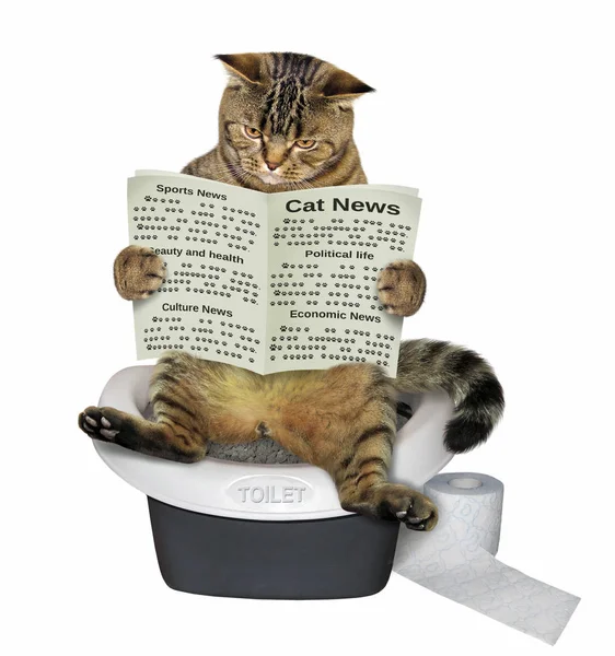 Kedi tuvalette oturmuş ve bir gazete okuyor. Beyaz arka plan.