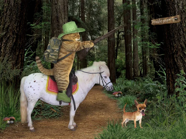 Cowboy Gatto Con Fucile Cavalca Cavallo Nella Foresta Suo Cane — Foto Stock