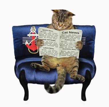 Kedi kanepede oturan ve bir gazete okuyor. Beyaz arka plan.
