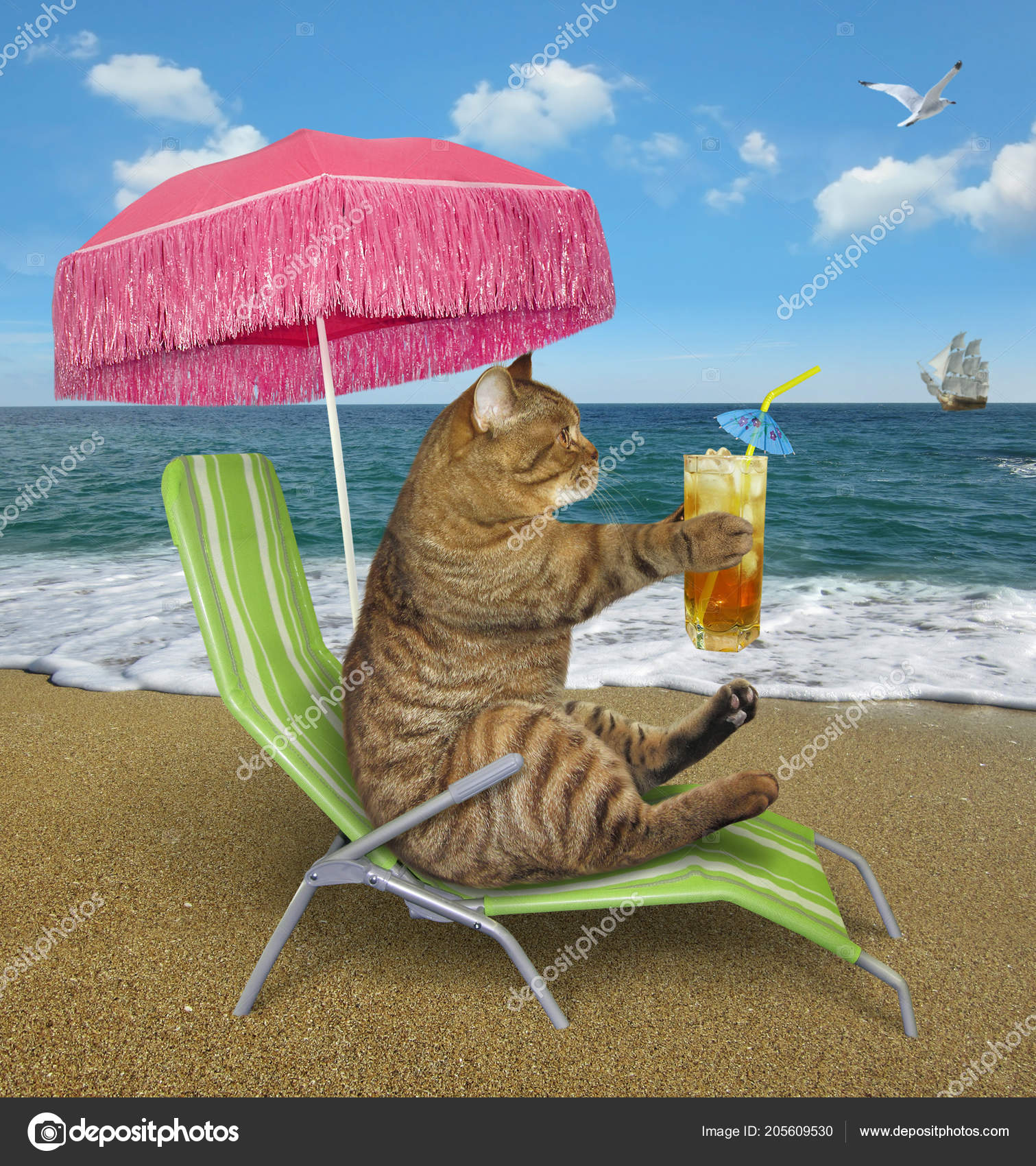 Cat Pink Umbrella Drinks Cocktail Sun Chair Sea Shore