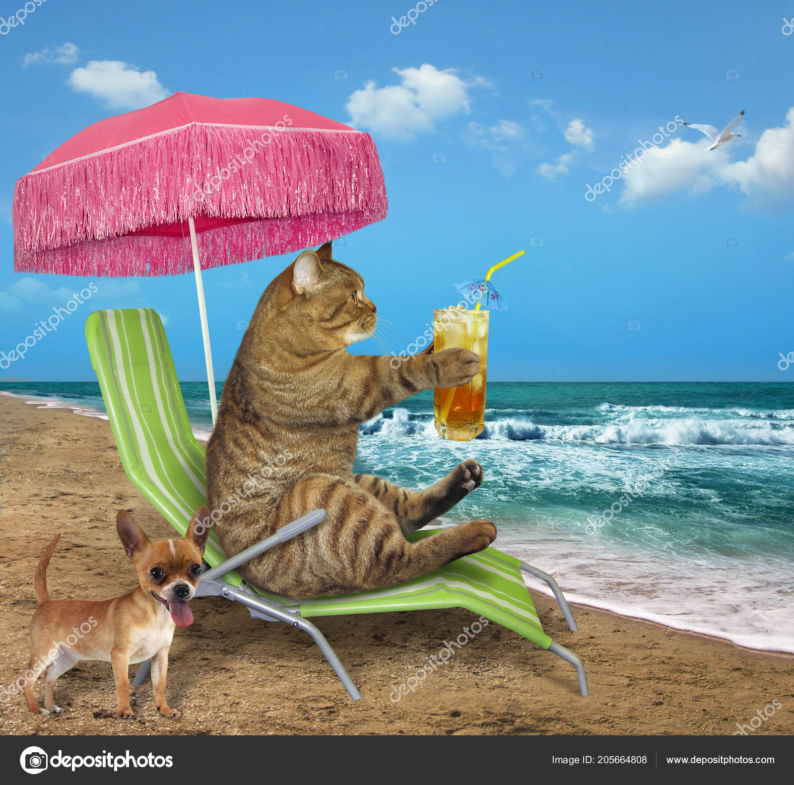 Cat Pink Umbrella Drinks Cold Juice Lounge Chair Sea Shore