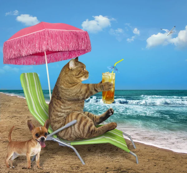Die Katze Unter Einem Rosa Regenschirm Trinkt Kalten Saft Auf — Stockfoto
