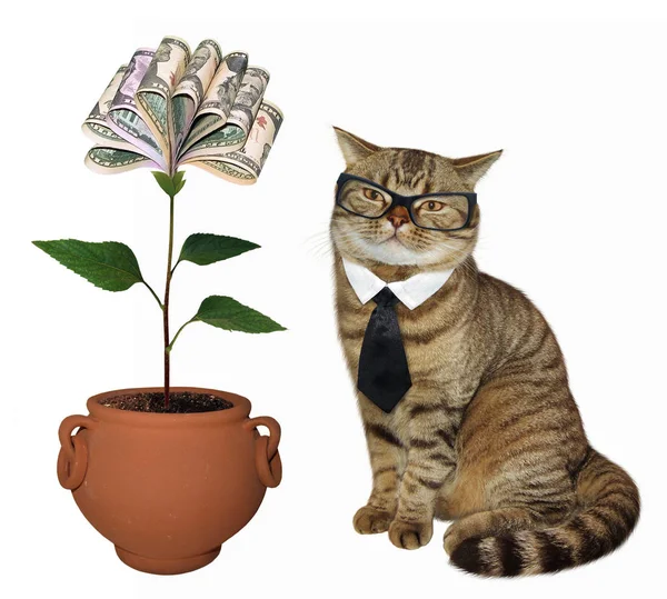 Cat Glasses Sitting Next Money Tree White Background — Stock Photo, Image