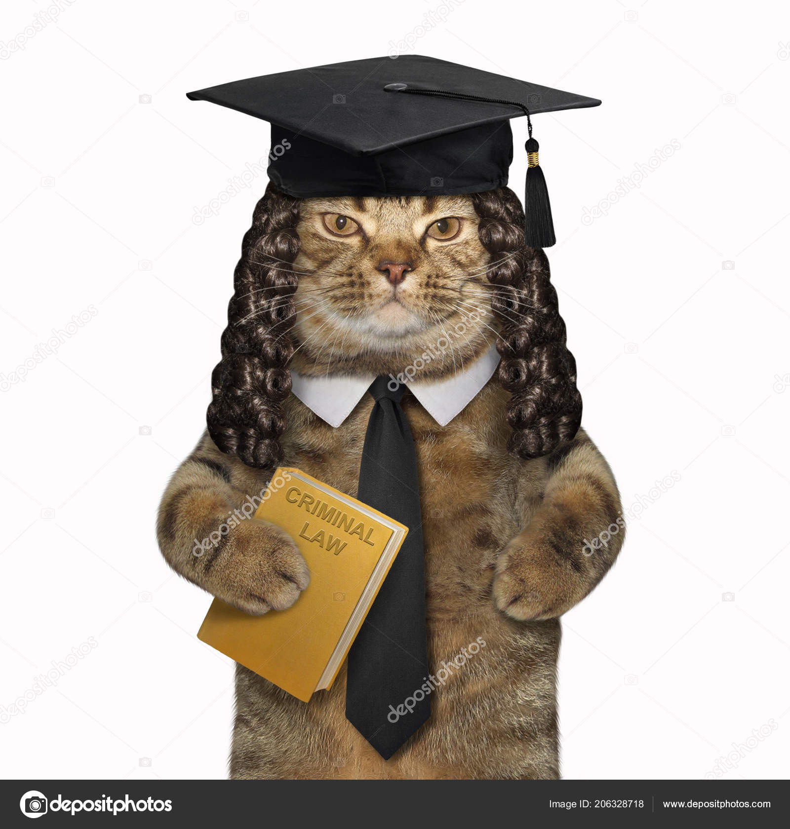 Præsident enorm Meget Cat Professor Square Academic Hat Holding Book Criminal Law White Stock  Photo by ©Iridi 206328718