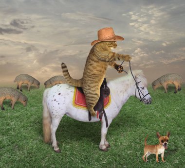 Bir at binme kedi onun koyun bir çayırda grazes..
