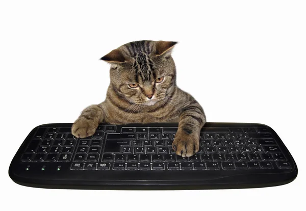 Cat Presses Keys Computer Keyboard White Background — Stock Photo, Image