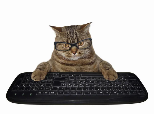 Gato Los Cristales Presiona Las Teclas Del Teclado Ordenador Fondo — Foto de Stock