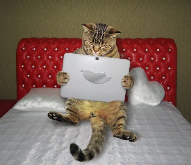 Akıllı kedi bir çift kişilik yatak üzerinde bir laptop kullanıyor.