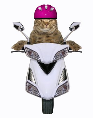 Kedi bir kask içinde beyaz bir scooter sürme olduğunu. Beyaz arka plan.