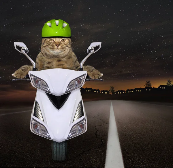 The cat in a motorcycle helmet is riding a white scooter on the freeway at night.