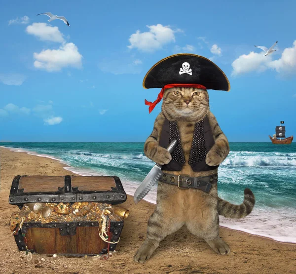 The cat pirate with a chest full of treasures is on the seashore.