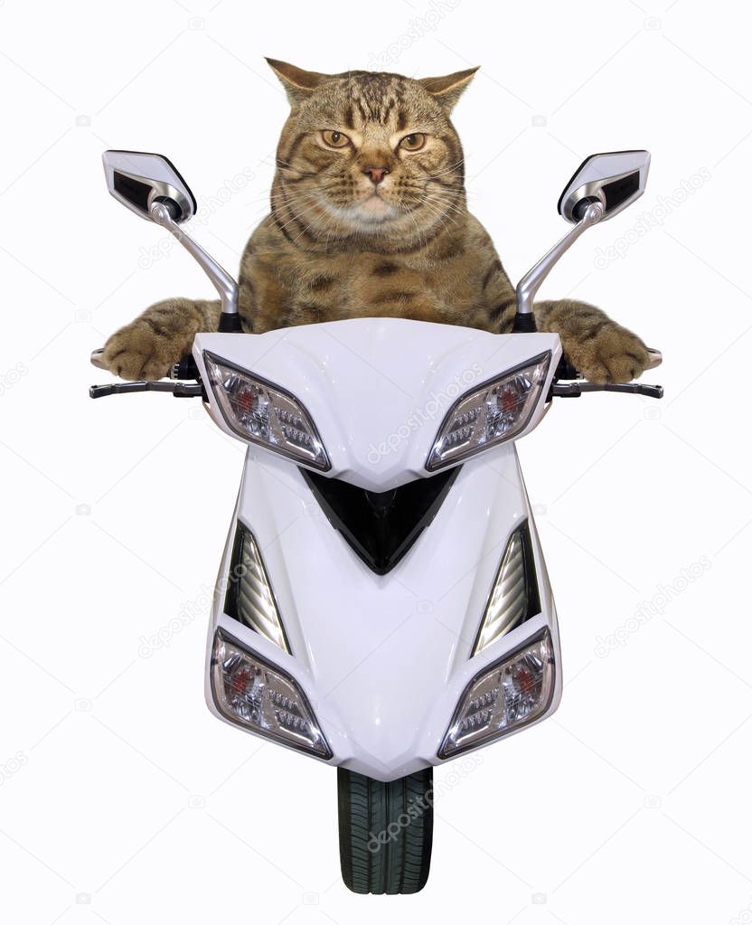 The cat is riding a white scooter. White background.