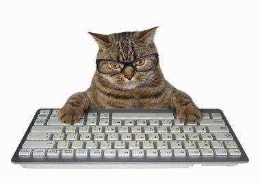 Kedi içinde gözlük bilgisayar klavyesindeki tuşları basar. Beyaz arka plan.