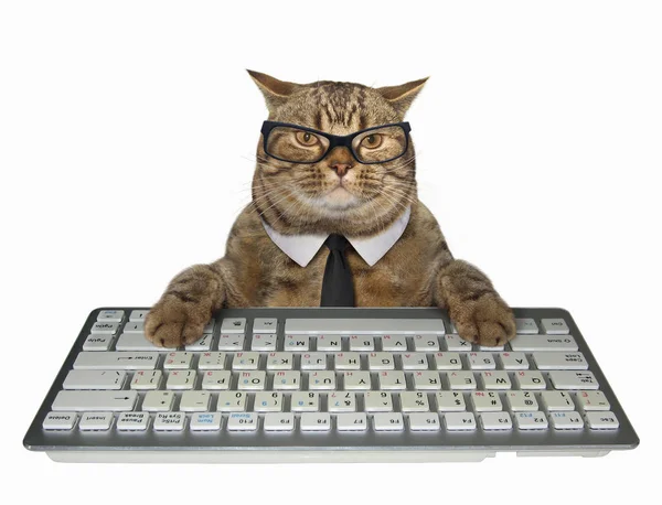 Gato Inteligente Corbata Presiona Las Teclas Del Teclado Del Ordenador —  Fotos de Stock