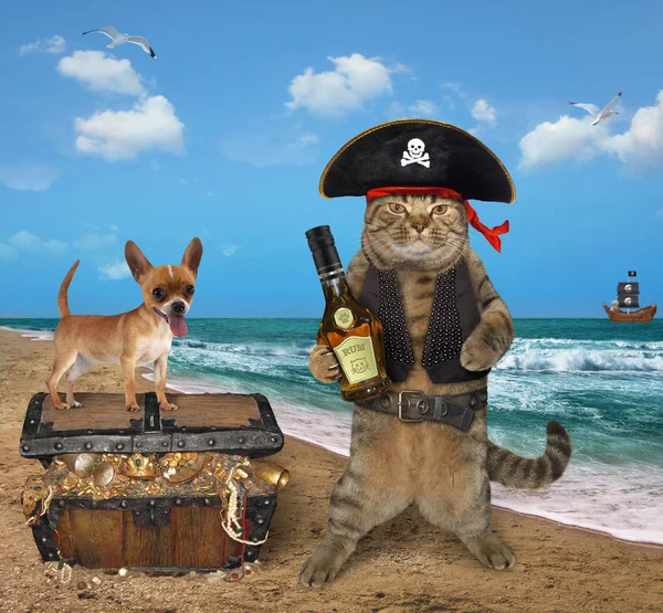 The cat pirate with his dog is next to a chest full of treasures on the seashore.