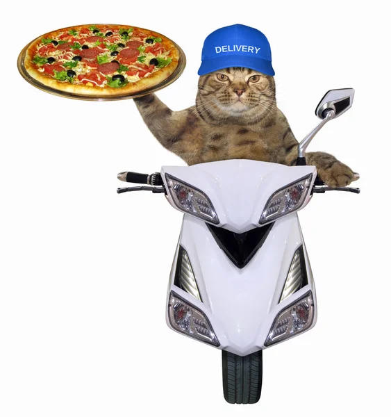 Mavi Şapkalı Kedi Scooter Üzerinde Pizza Teslim Eder Beyaz Arka — Stok fotoğraf