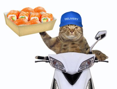 Mavi şapkalı kedi suşi moped üzerinde bir kutu teslim eder. Beyaz arka plan.