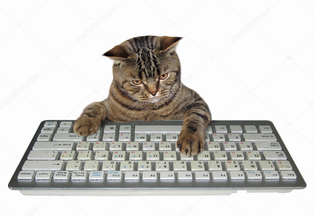 The cat presses the keys of a computer keyboard. White background.