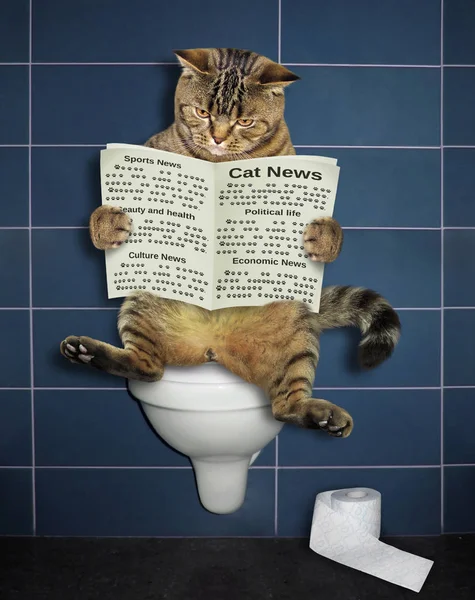 猫坐在马桶上看报 — 图库照片