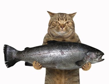 Kedi büyük bir alabalık tutuyor. Beyaz arka plan.