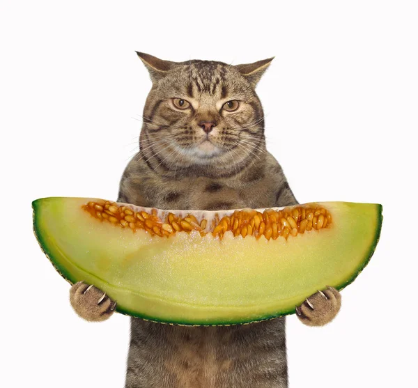 Gato Está Sosteniendo Una Gran Rebanada Melón Fondo Blanco — Foto de Stock