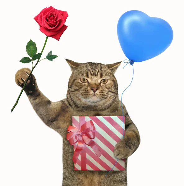 Die Katze Hält Eine Geschenkbox Einen Blauen Luftballon Und Eine — Stockfoto