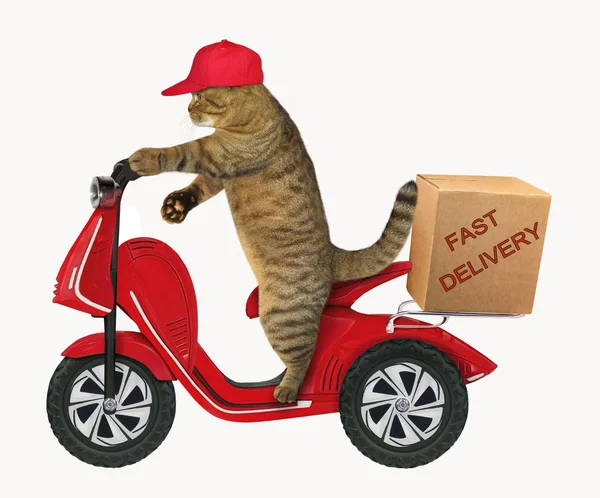 Bir Kap Içinde Kedi Bir Kutu Kırmızı Scooter Tarafından Teslim — Stok fotoğraf