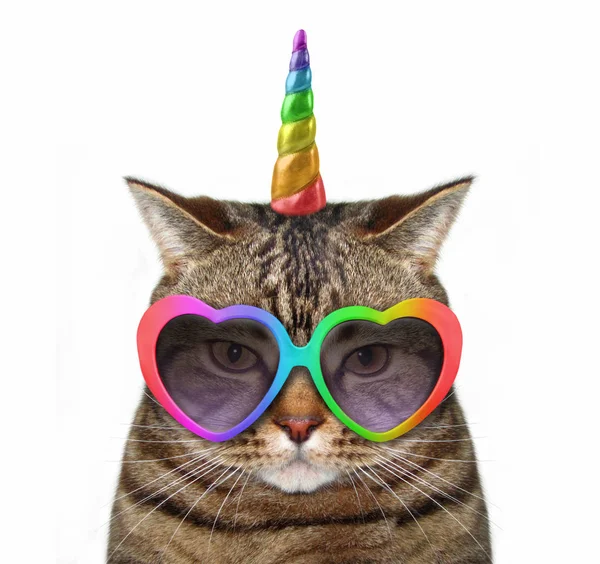 Unicornio Gato Lleva Gafas Lindas Fondo Blanco — Foto de Stock