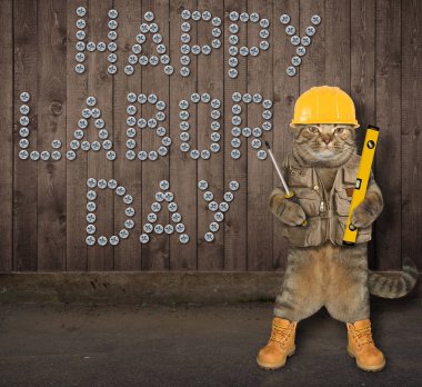 Kedi çalışan bir kask içinde vida tarafından ahşap çit 