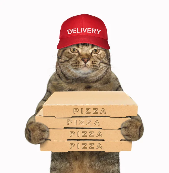 Gato Boné Vermelho Entrega Algumas Caixas Pizza Fundo Branco — Fotografia de Stock