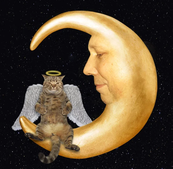 Anioł Kot Halo Skrzydła Siedzi Księżycu — Zdjęcie stockowe
