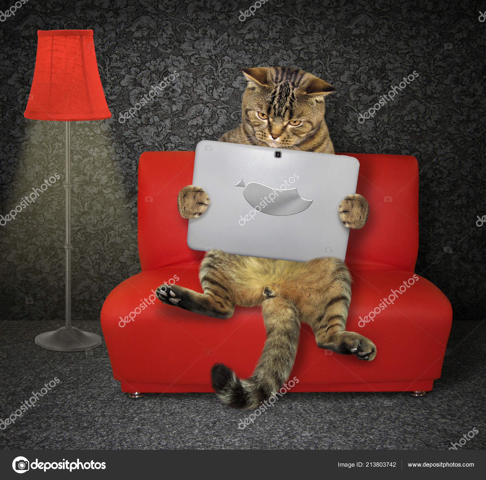 Cat Laptop Sits Red Floor Lamp Stock Photo C Iridi 213803742