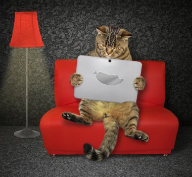 Yakınındaki bir zemin lamba kırmızı kedi bir dizüstü bilgisayar ile oturur.