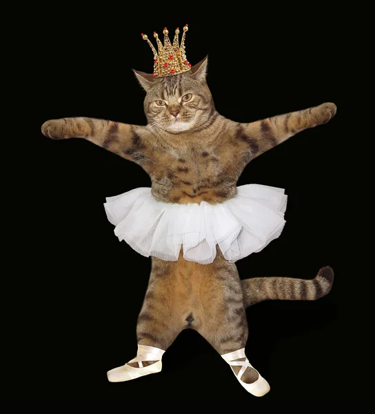 Die Katzen Balletttänzerin Trägt Krone Spitzenschuhe Und Rock Schwarzer Hintergrund — Stockfoto