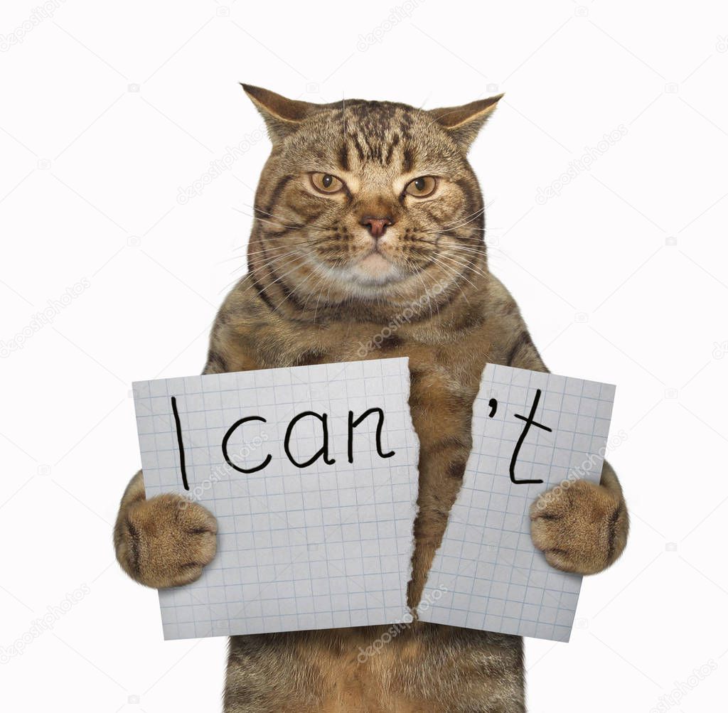 The cat is tearing a piece of paper where writing the phrase 