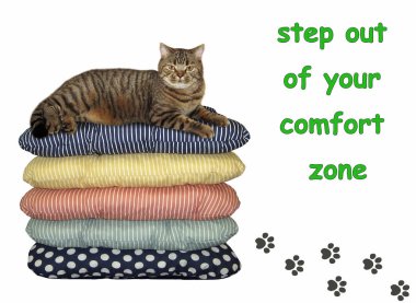 Kedi yastık yığını üzerinde yatıyor. Onun ayak izleri vardır. Senin rahatlık kuşak dışarı adım. Beyaz arka plan.