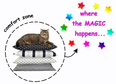 Kedi konfor bölgesi yastıklar yığını üzerinde yatıyor. Sihirli olduğu yerde. Beyaz arka plan.